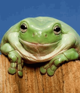smilingfrog.gif
